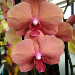 orchidea phalaenopsis potatura