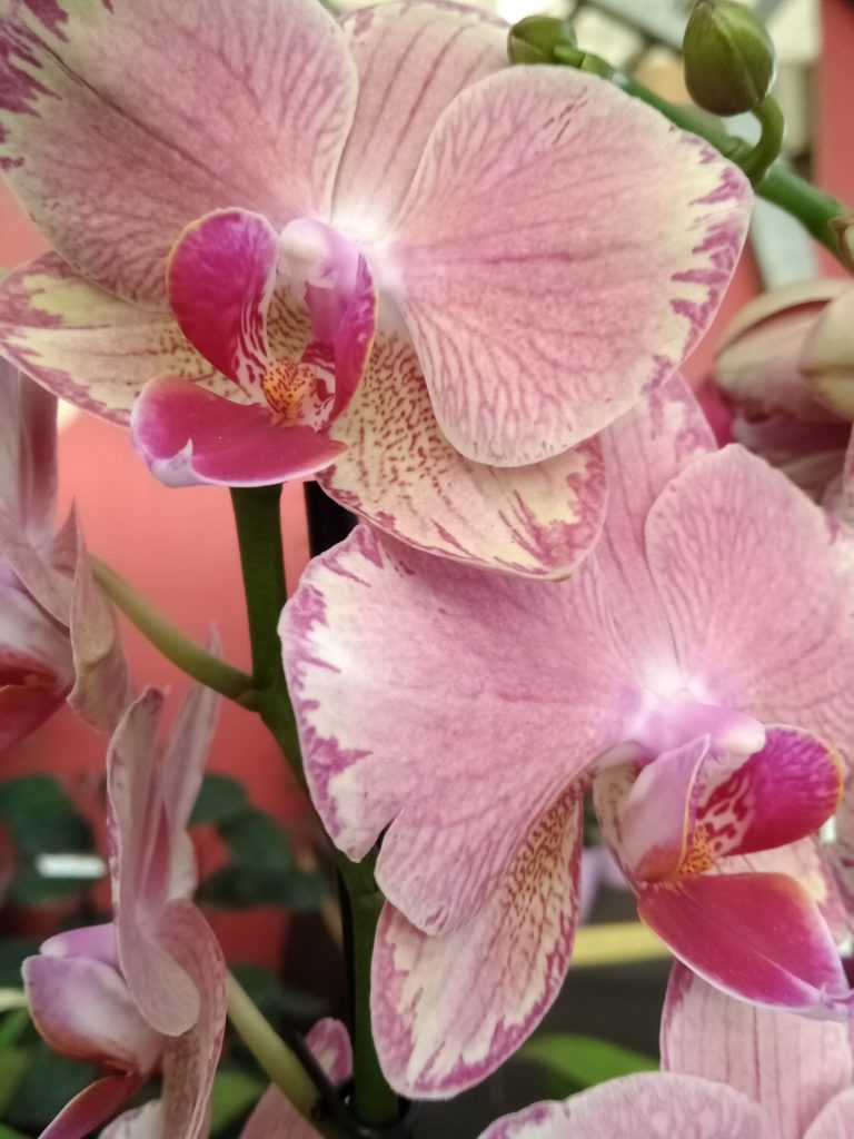 orchidea phalaenopsis fioritura potatura