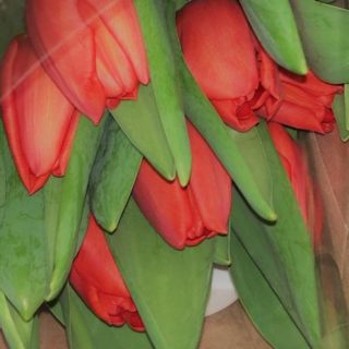 come coltivare tulipani