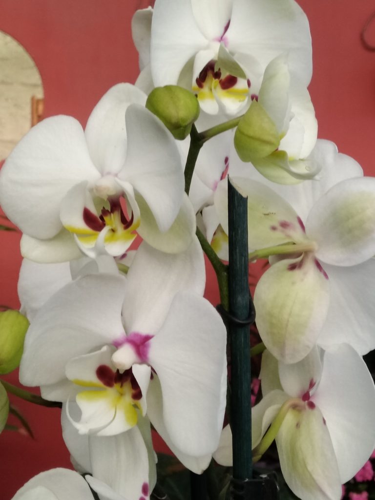  orchidea phalaenopsis potatura